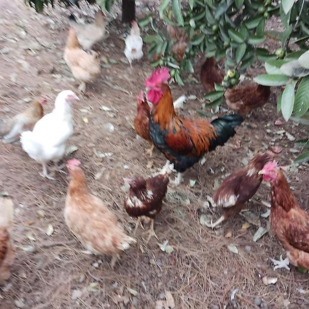 Finca Aramai Costa Adeje  Eksteriør billede