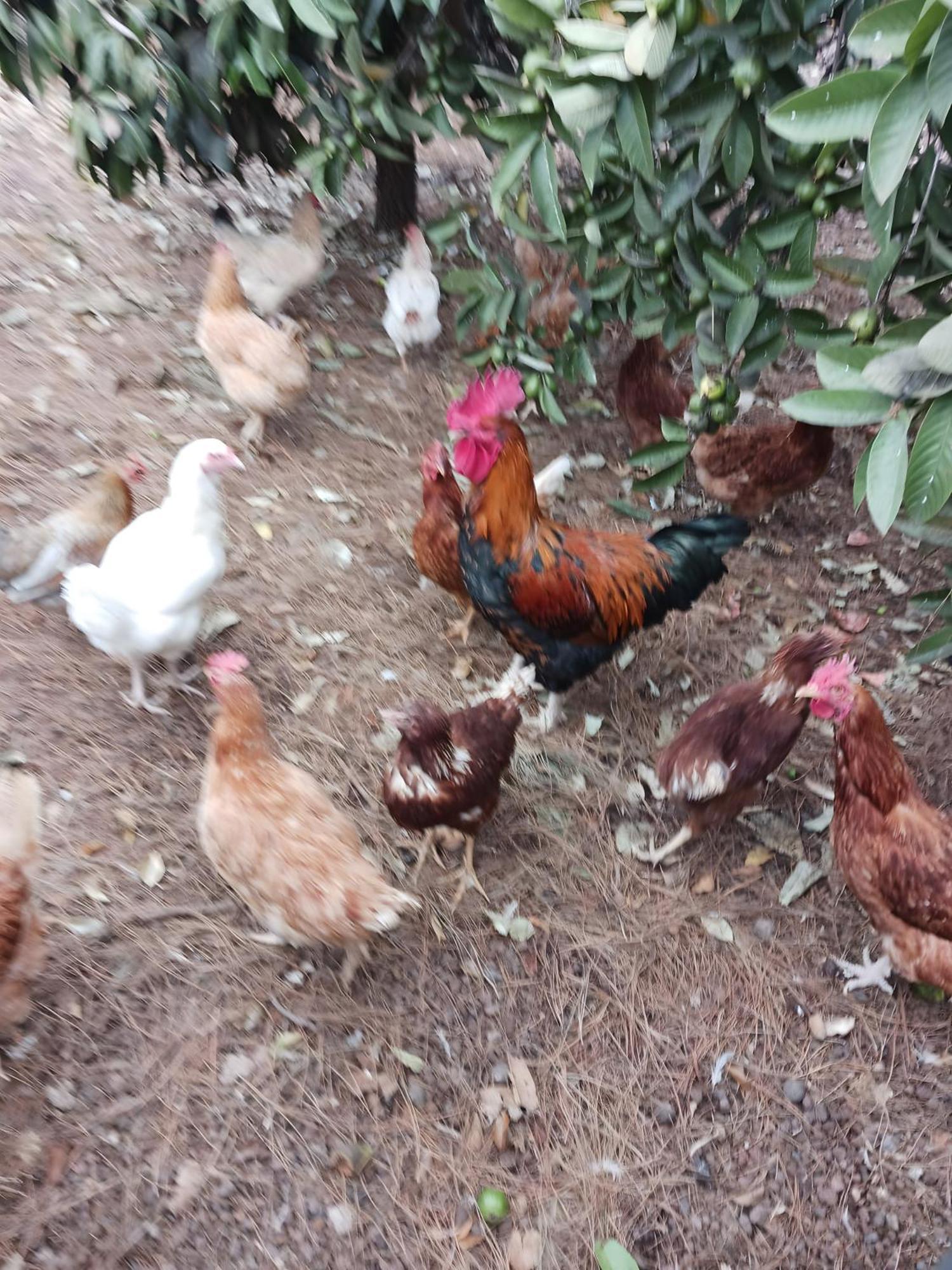 Finca Aramai Costa Adeje  Eksteriør billede